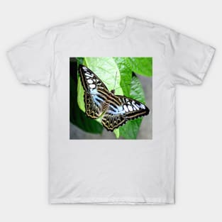 Blue Tiger Butterfly T-Shirt